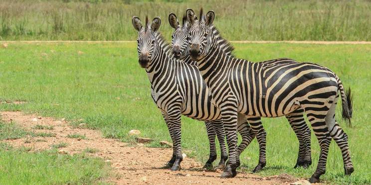 4-Day Mid-Range Serengeti Fly-in/Fly-out Safari