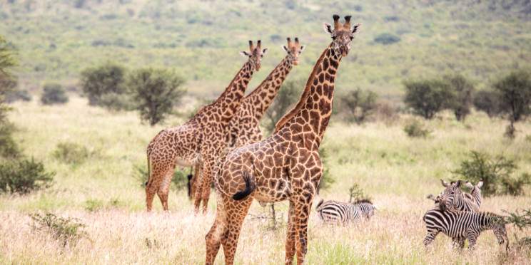 8-Day Safari and Beach Express