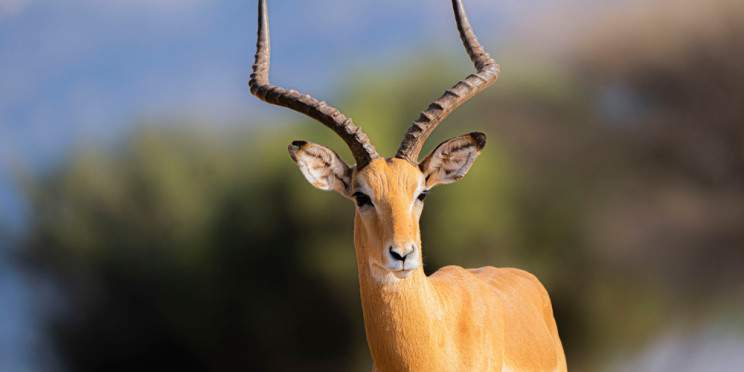 7-Day Tanzania Safari and Materuni Waterfalls