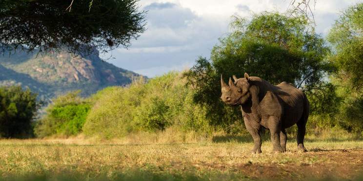 8-Day Big Five Safari, Kilimanjaro & Coffee Tour