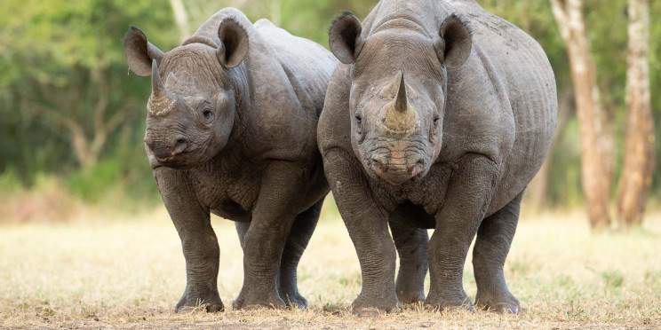 2-Day Luxury Tarangire & Ngorongoro Crater