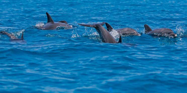 9-Day Comfort Wildlife and Zanzibar Beach Holidays