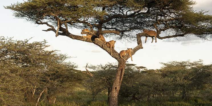 6-Day Big Five Safari-Medium