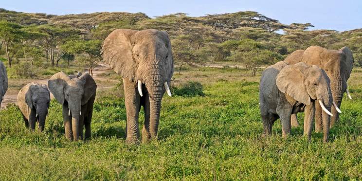 3-Day Tarangire Safari - Land of Giants