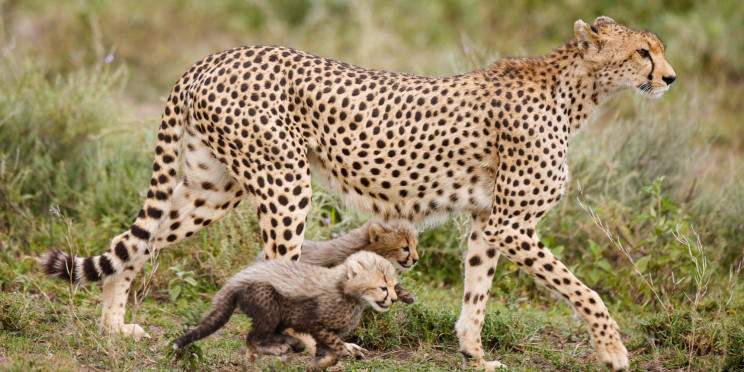 4-Day River Crossing Great Migration for Honeymooners