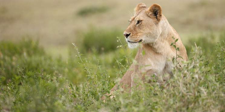 4-Day Shared Budget Safari Tarangire, Serengeti & Crater