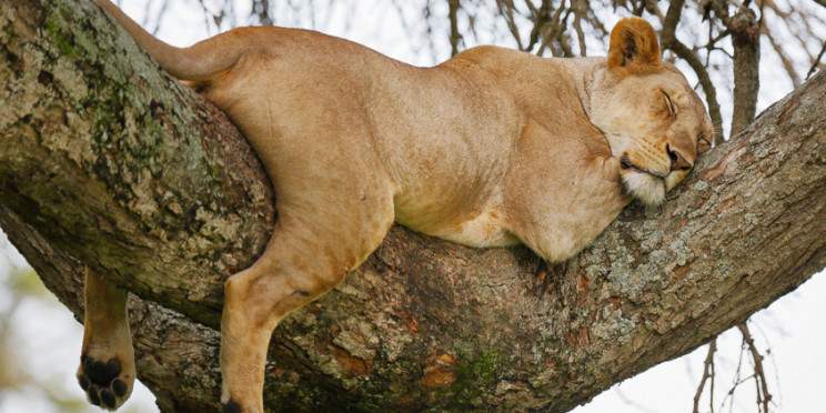 3-Day Epic Wildlife Safari & Hadzabe Community Visit