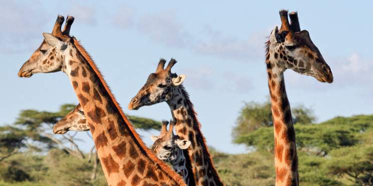 3-Day 2 Nights Tarangire Manyara & Ngorongoro Crater
