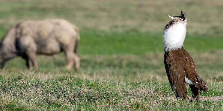 5-Day Unveiled Tanzania's Premier Safari with Aglow