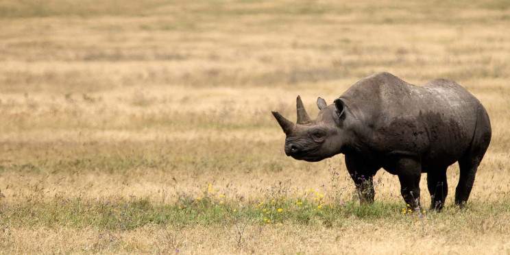 4-Day Arusha-NP and Mkomazi NP (Rhino-Sanctuary)