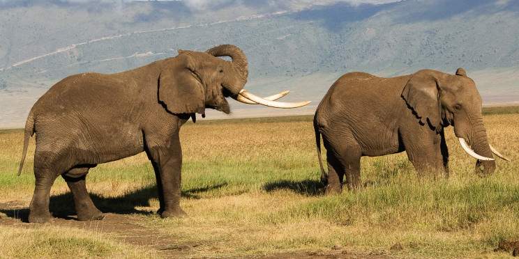 1-Day Zanzibar to Nyerere National Park Flying Package