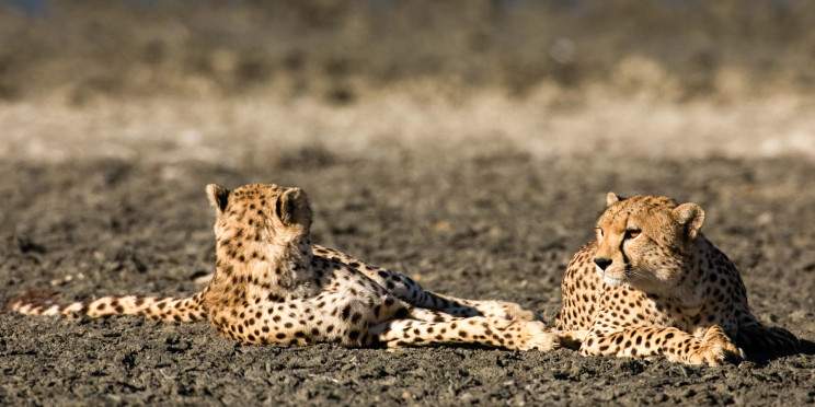 5-Day Exclusive Luxury Honeymoon Safari in Tanzania