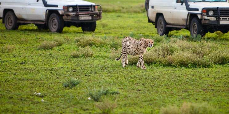 5-Day Comfortable Lodge Safari Northern Tanzania Tour
