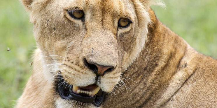 3-Day Best of Tarangire, Ngorongoro and Manyara Safari