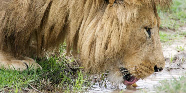 14-Day Luxury Honeymoon Adventure Safari & Zanzibar Bliss