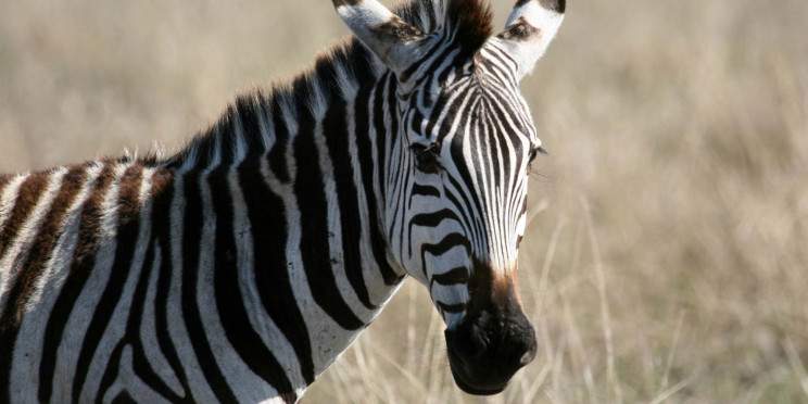 5-Day Affordable Tarangire Ngorongoro & Manyara Safari