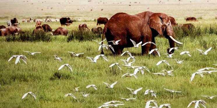 6-Day Western Corrido Grumet Safari