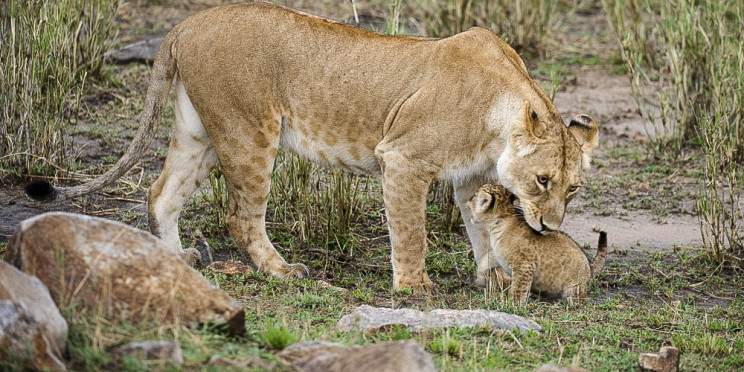 2-Day Safari to Mikumi NP from Dar by Fast Train
