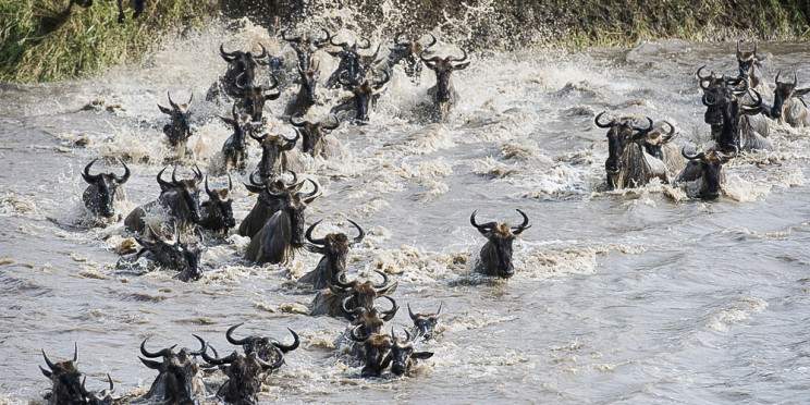 8-Day Great Migration Safari Crossing Mara River