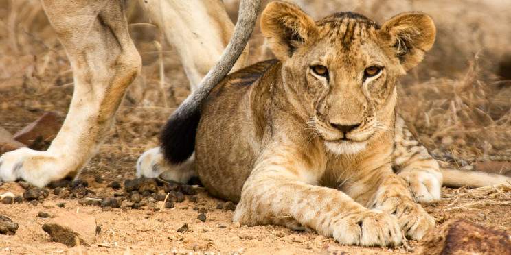 9-Day Tour to Kenya's and Tanzania's Premium Parks