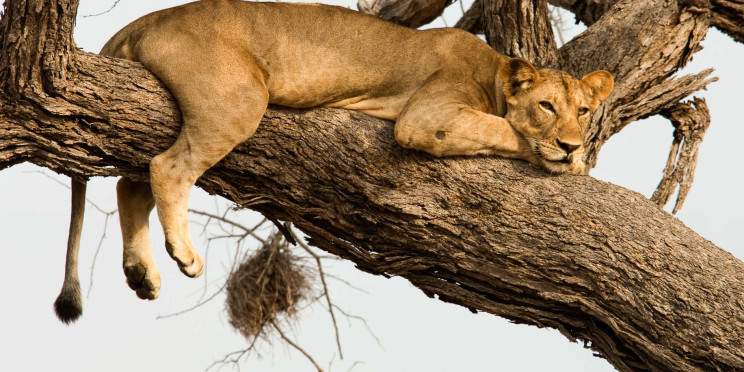 4-Day Luxury Safari to Manyara, Serengeti & Ngorongoro