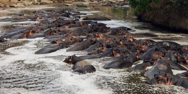 1-Day Fly-in Shared Safari to Nyerere NP from Zanzibar