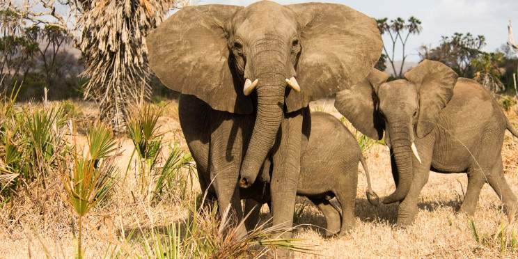 6-Day Private Experience Tarangire Serengeti Ngorongoro