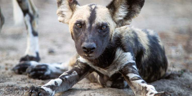 4-Day Saadani NP & Nyerere NP by Jeep from Bagamoyo