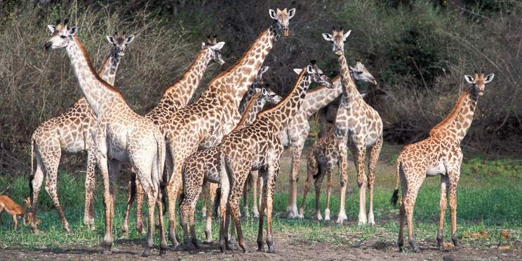 2-Day Budget Safari in Nyerere National Park