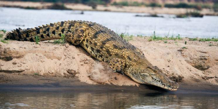 7-Day Best Safari Tanzania Iconic Parks Private Budget