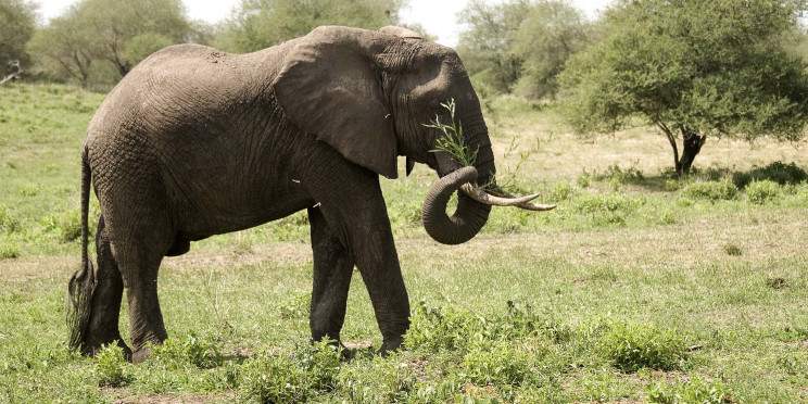 1-Day Mikumi Safari Experience from Zanzibar