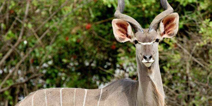 1-Day Private Fly-in Safari; Zanzibar to Nyerere NP