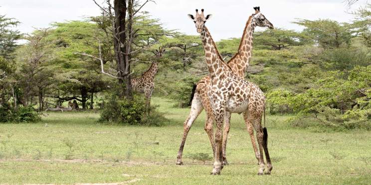 1-Day Safari Arusha National Park Walking Safari Private