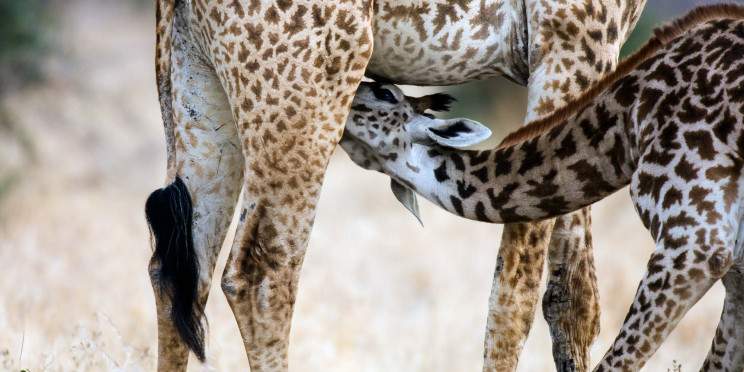 3-Day Budget Safari to Tarangire, Manyara & Ngorongoro