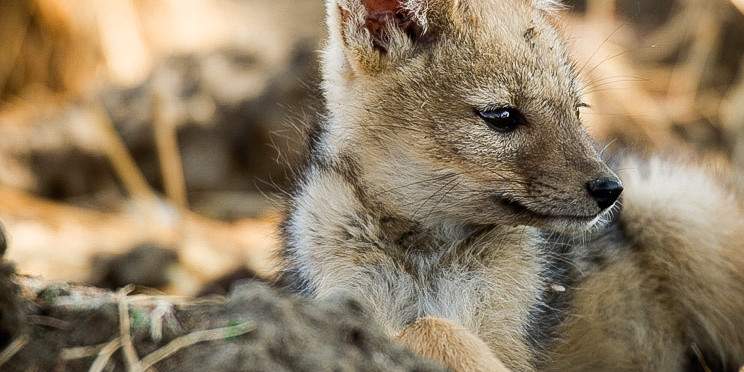 4-Day Southern Tanzania Safari Mikumi Ruaha - Train/Road