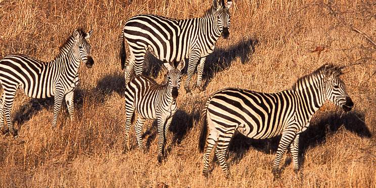 5-Day Honeymoon Safari to Tarangire and Serengeti