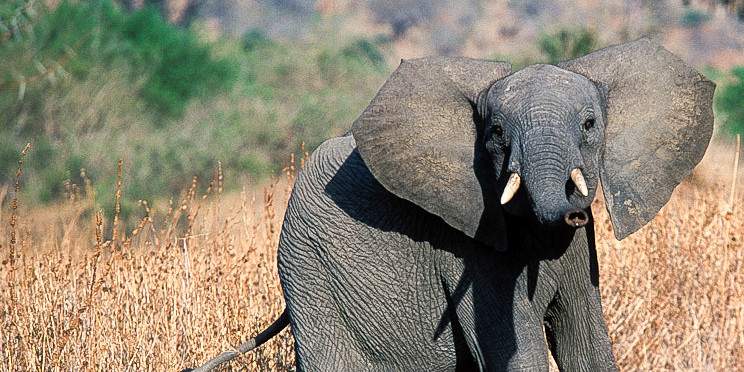 2-Day Fly from Dar to Tarangire & Ngorongoro Budget Trip