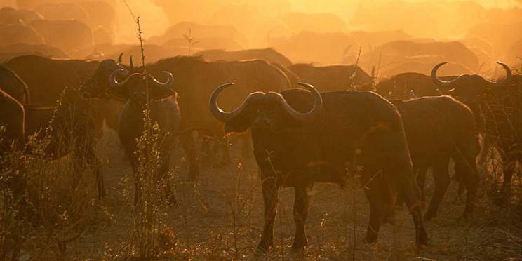 2-Day Remarkable Tanzanian Mid-Range Safari