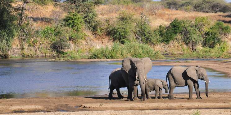 5-Day Experience 3 of the Best Park in Tanzania