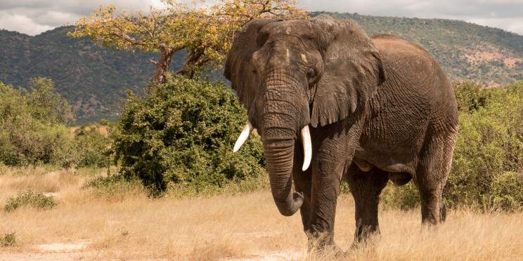 3-Day Fly-in from Zanzibar to Four Seasons Safari Lodge