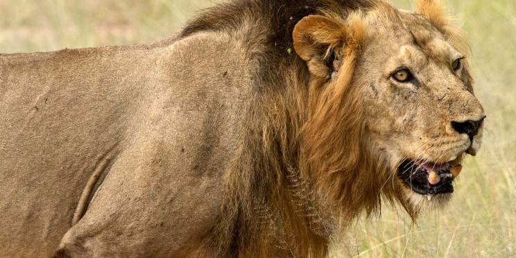 1-Day Wild Escape Safari in Ruaha National Park