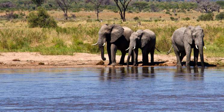 1-Day Discover & Ultimate Tarangire Safari from Moshi
