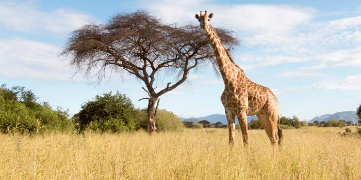 1-Day Fly in Safari Ruaha National Park Trip