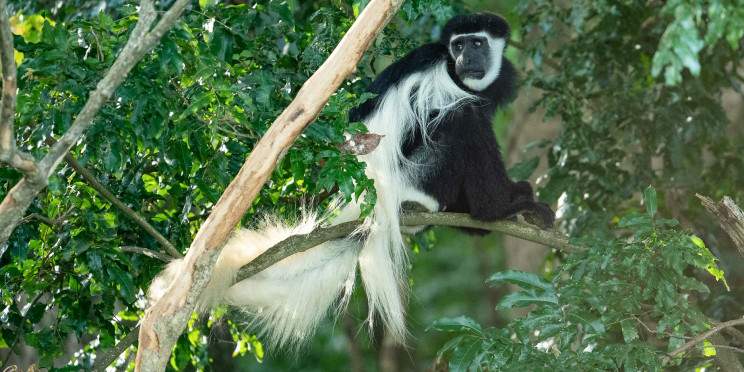 1-Day Kilimanjaro Day Trip via Marangu Route