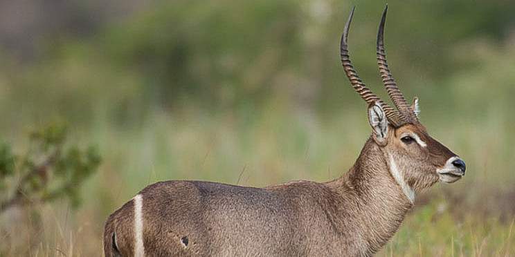 4-Day The Ultimate Northen Ciruit Safari