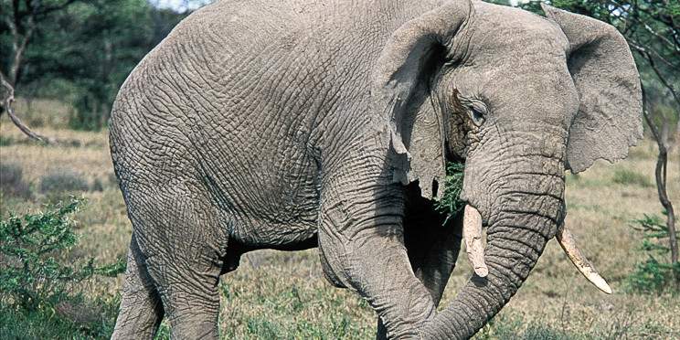 1-Day Elephant Paradise - Tarangire National Park Tour