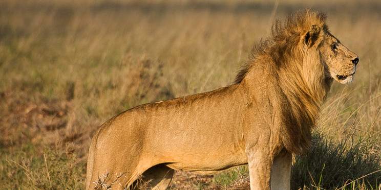 2-Day Mwanza to Serengeti National Park