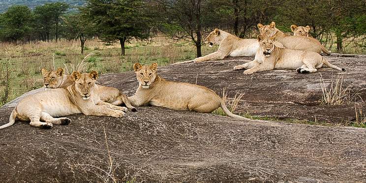5-Day Best of Tarangire, Serengeti and Ngorongoro