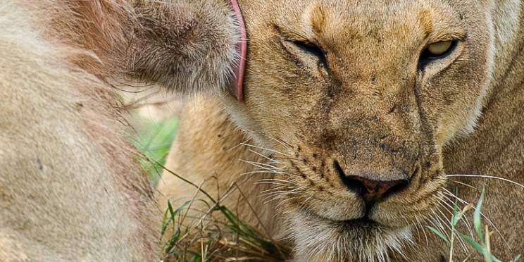 7-Day Incredible Safari to the Wilderness