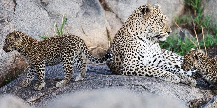 5-Day Serengeti, Tarangire, Ngorongoro& Fly to Zanzibar